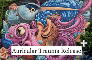 Auricular Trauma Release - Plus! The VAS Edition - Live Online - Dec 12, 2024