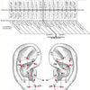 Ear Wall Chart of Teeth and their Corresponding Auricular Points DIGITAL Ear Wall Chart of Teeth and their Corresponding Auricular Points DIGITAL