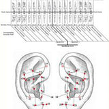 Ear Wall Chart of Teeth and their Corresponding Auricular Points DIGITAL Ear Wall Chart of Teeth and their Corresponding Auricular Points DIGITAL