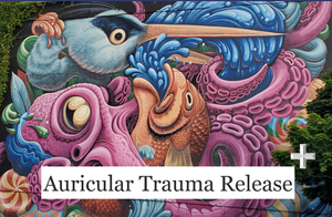 Auricular Trauma Release - Plus! The VAS Edition - Live Online - Dec 5 and 12, 2024