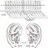 Ear Wall Chart of Teeth and their Corresponding Auricular Points
