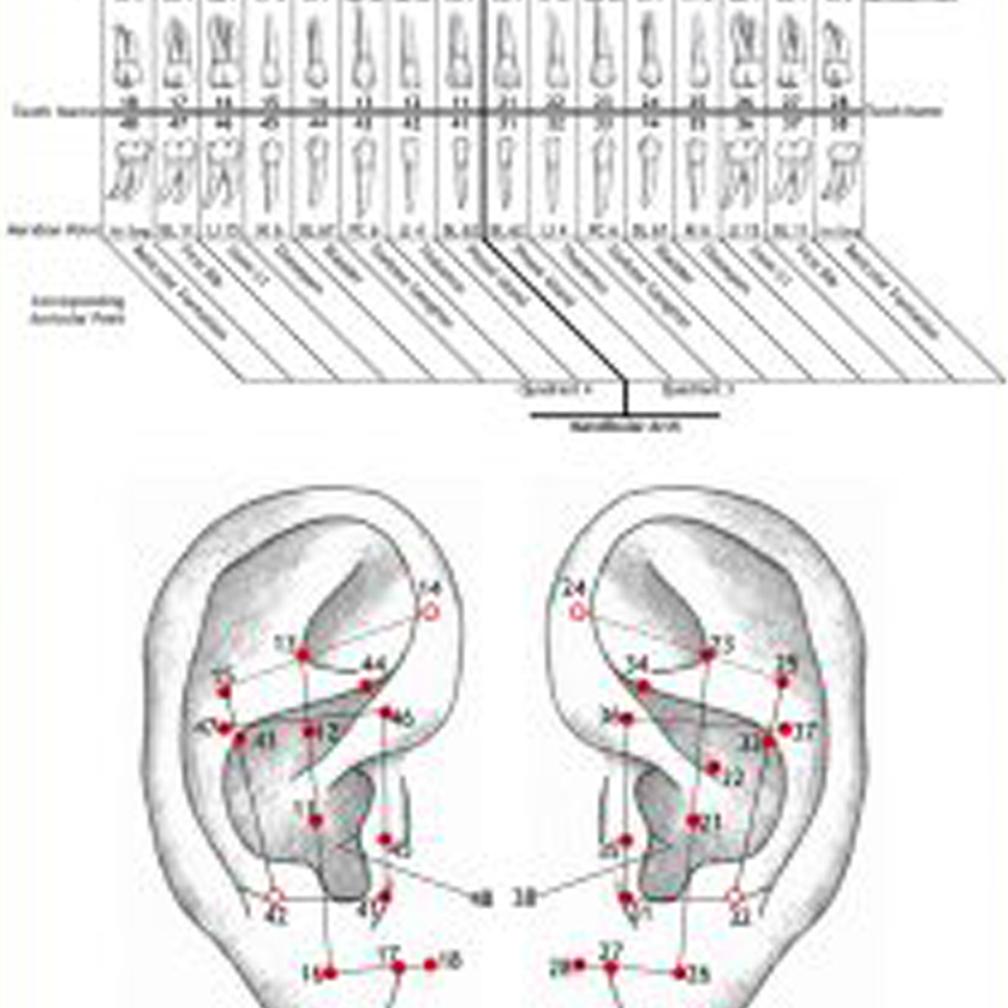 Ear Charts – Canadian Institute of Auricular Medicine