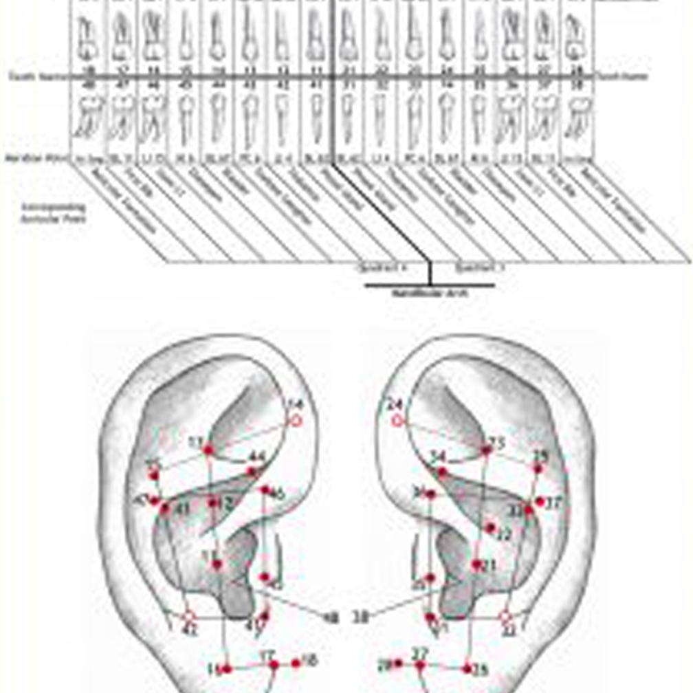 Ear Charts Canadian Institute of Auricular Medicine